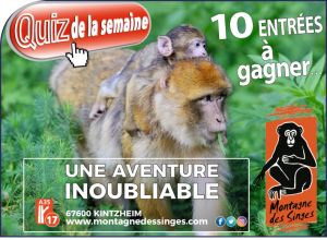 La montagne des singes